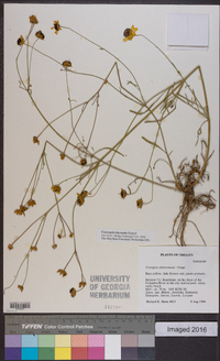 Coreopsis tinctoria image