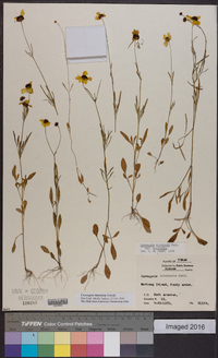 Coreopsis tinctoria image