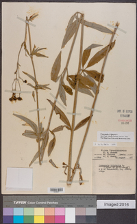 Coreopsis tripteris image