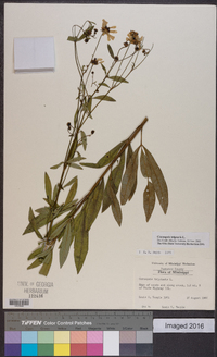 Coreopsis tripteris image