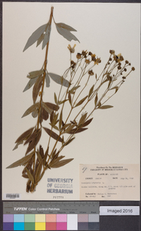 Coreopsis tripteris image