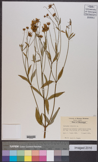 Coreopsis tripteris image