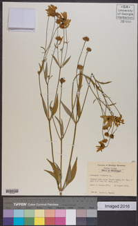 Coreopsis tripteris image