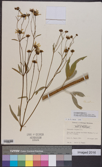 Coreopsis tripteris image