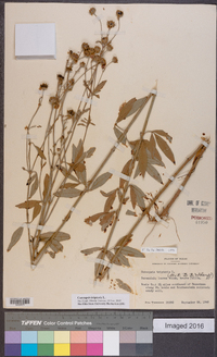 Coreopsis tripteris image