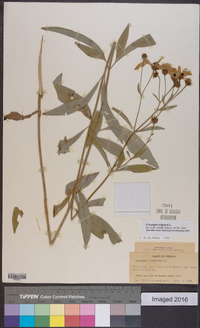 Coreopsis tripteris image