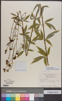 Coreopsis tripteris image