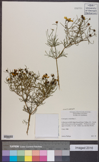 Coreopsis verticillata image