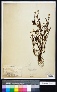 Cotula coronopifolia image