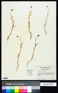 Cotula coronopifolia image