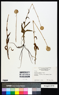 Craspedia uniflora image