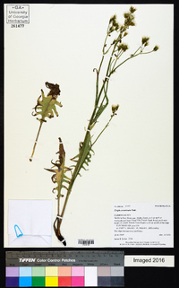 Crepis acuminata image