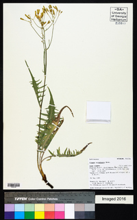 Crepis acuminata image