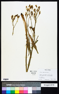 Crepis acuminata image