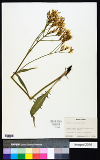 Crepis acuminata image