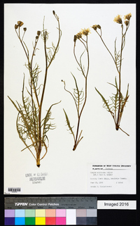 Crepis atribarba image