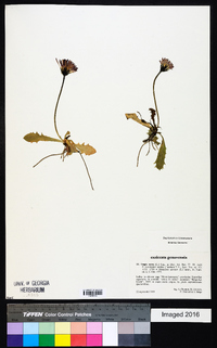 Crepis aurea image