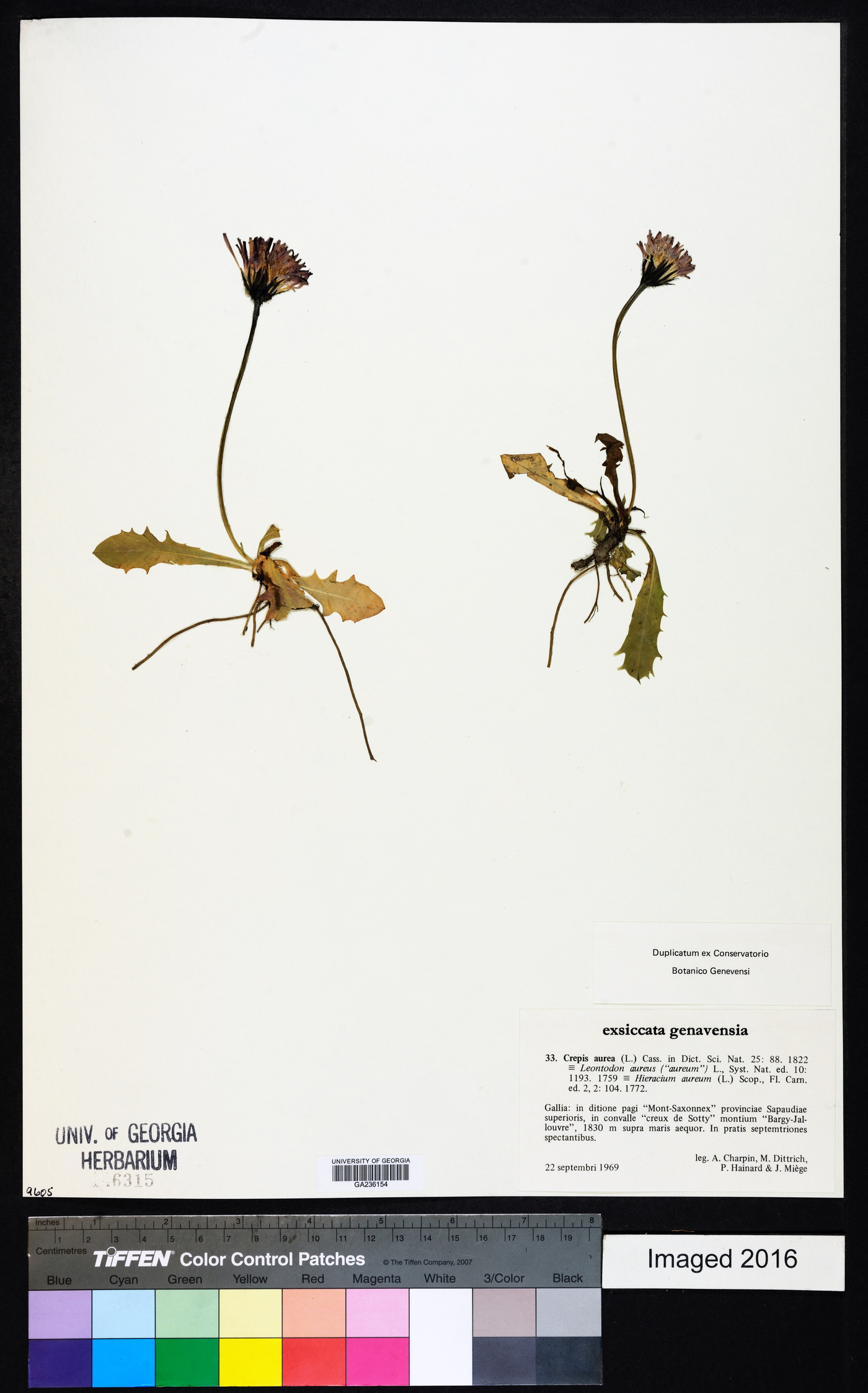 Crepis aurea image