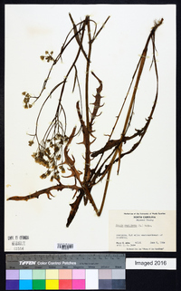 Crepis capillaris image