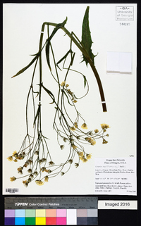 Crepis capillaris image