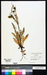 Crepis capillaris image