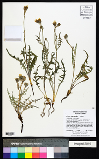 Crepis intermedia image