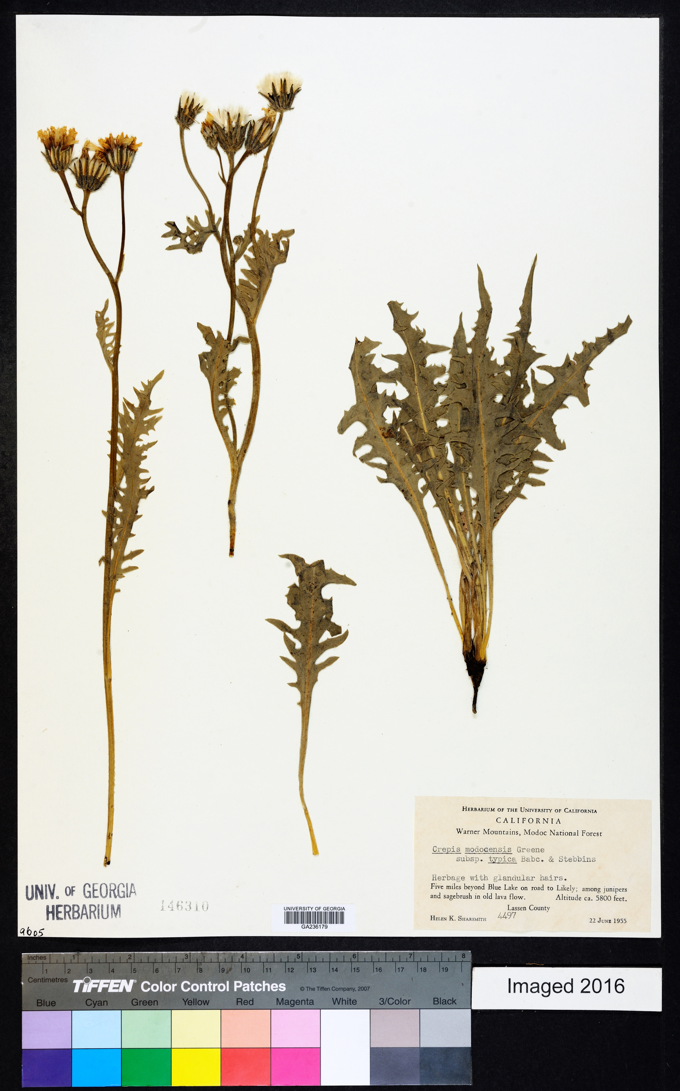 Crepis modocensis subsp. typica image