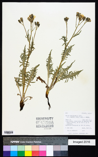 Crepis occidentalis image