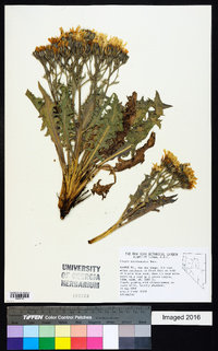 Crepis occidentalis image