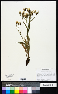 Crepis occidentalis image