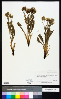 Crepis occidentalis image