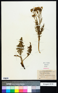 Crepis occidentalis image