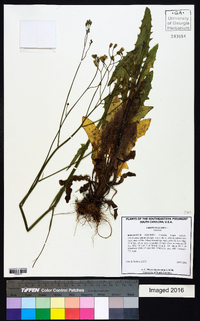 Crepis pulchra image