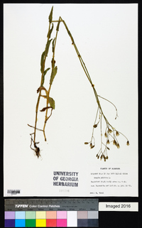 Crepis pulchra image