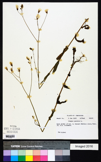 Crepis pulchra image