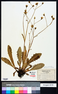 Crepis runcinata subsp. glauca image