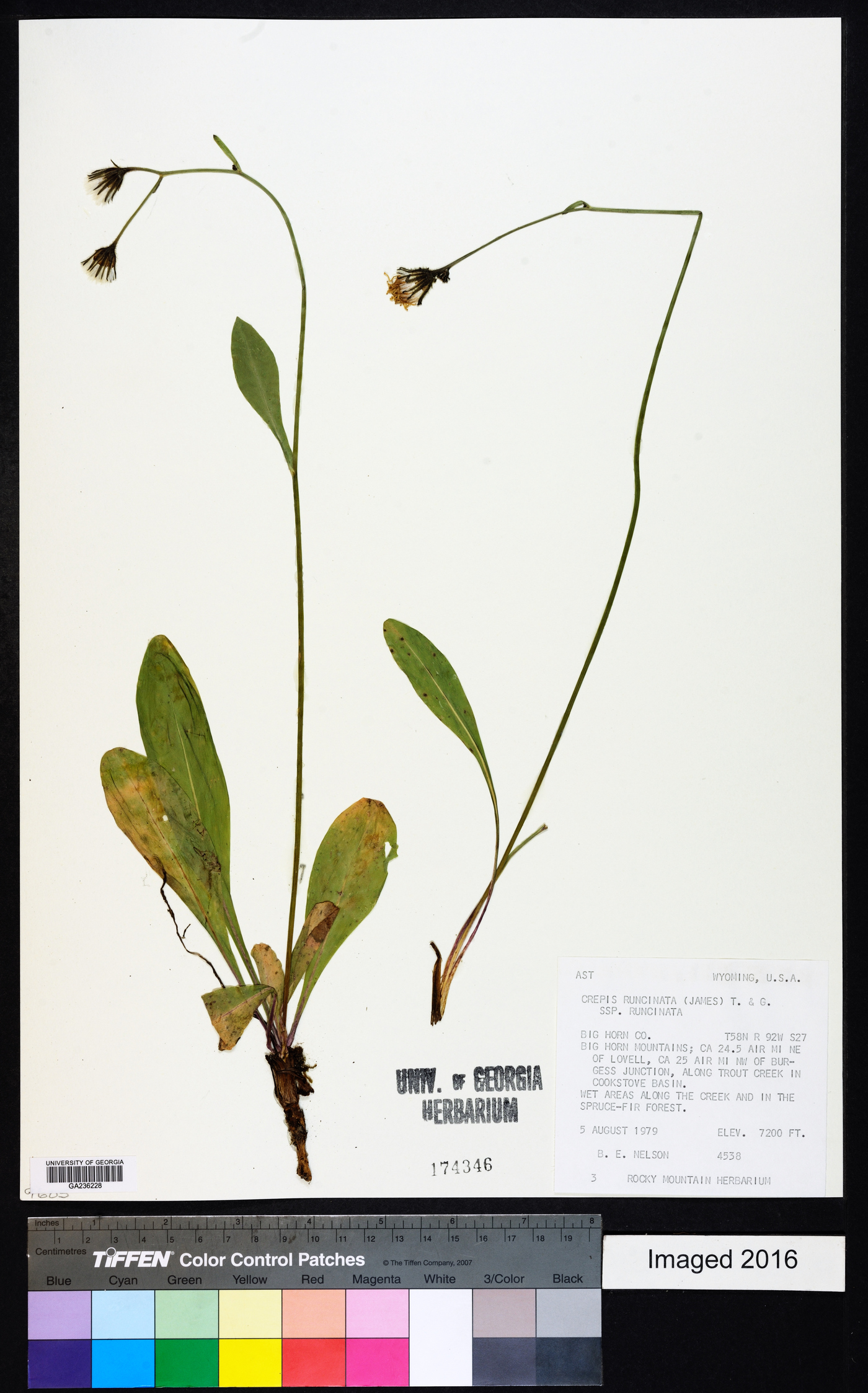 Crepis runcinata subsp. runcinata image