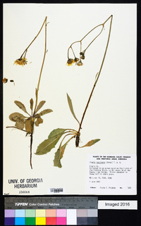 Crepis runcinata image