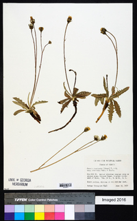 Crepis runcinata image