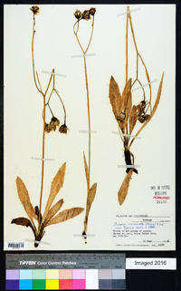 Crepis runcinata subsp. typica image