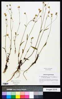 Crepis setosa image