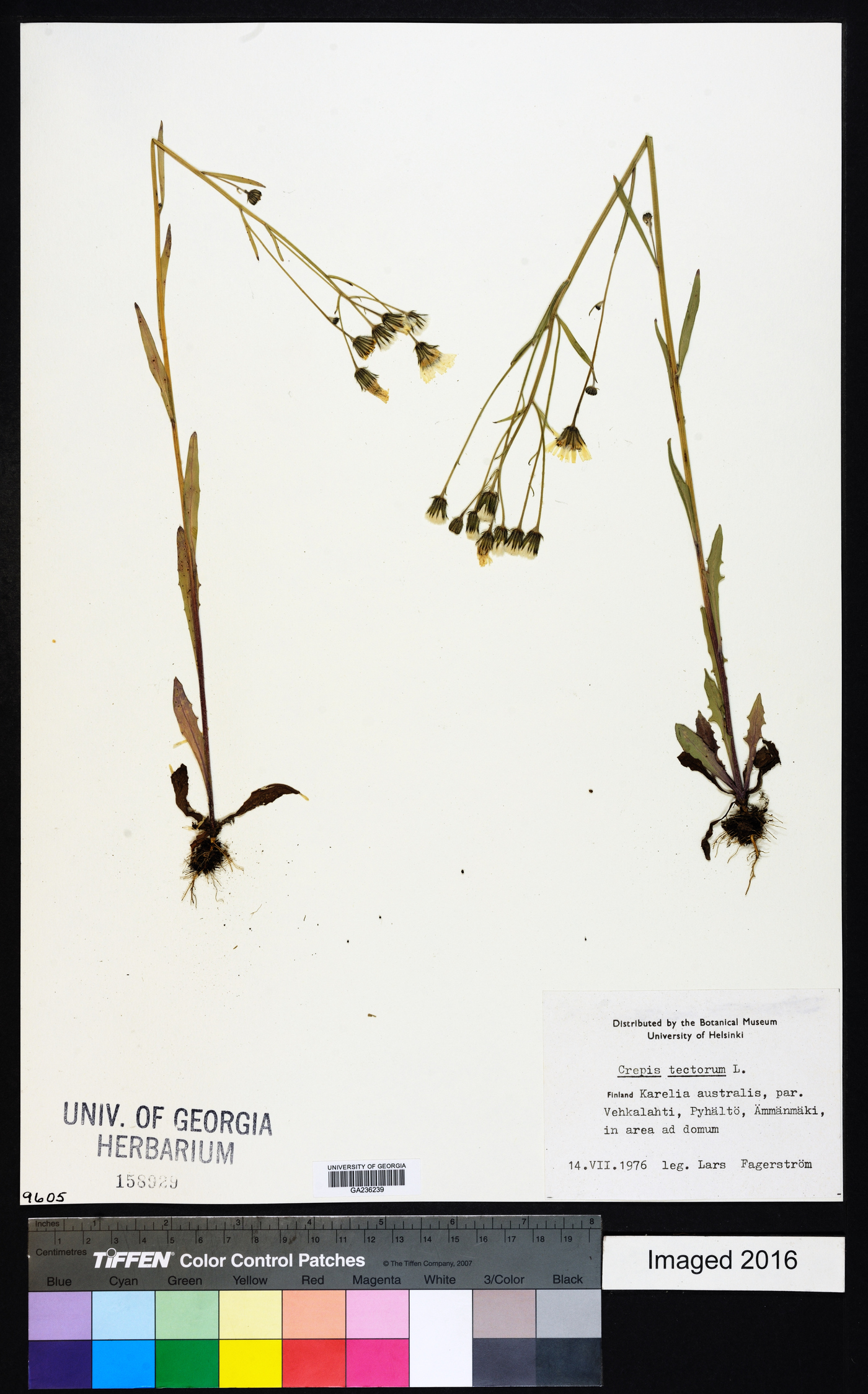 Crepis tectorum image