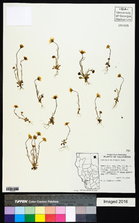 Crocidium multicaule image