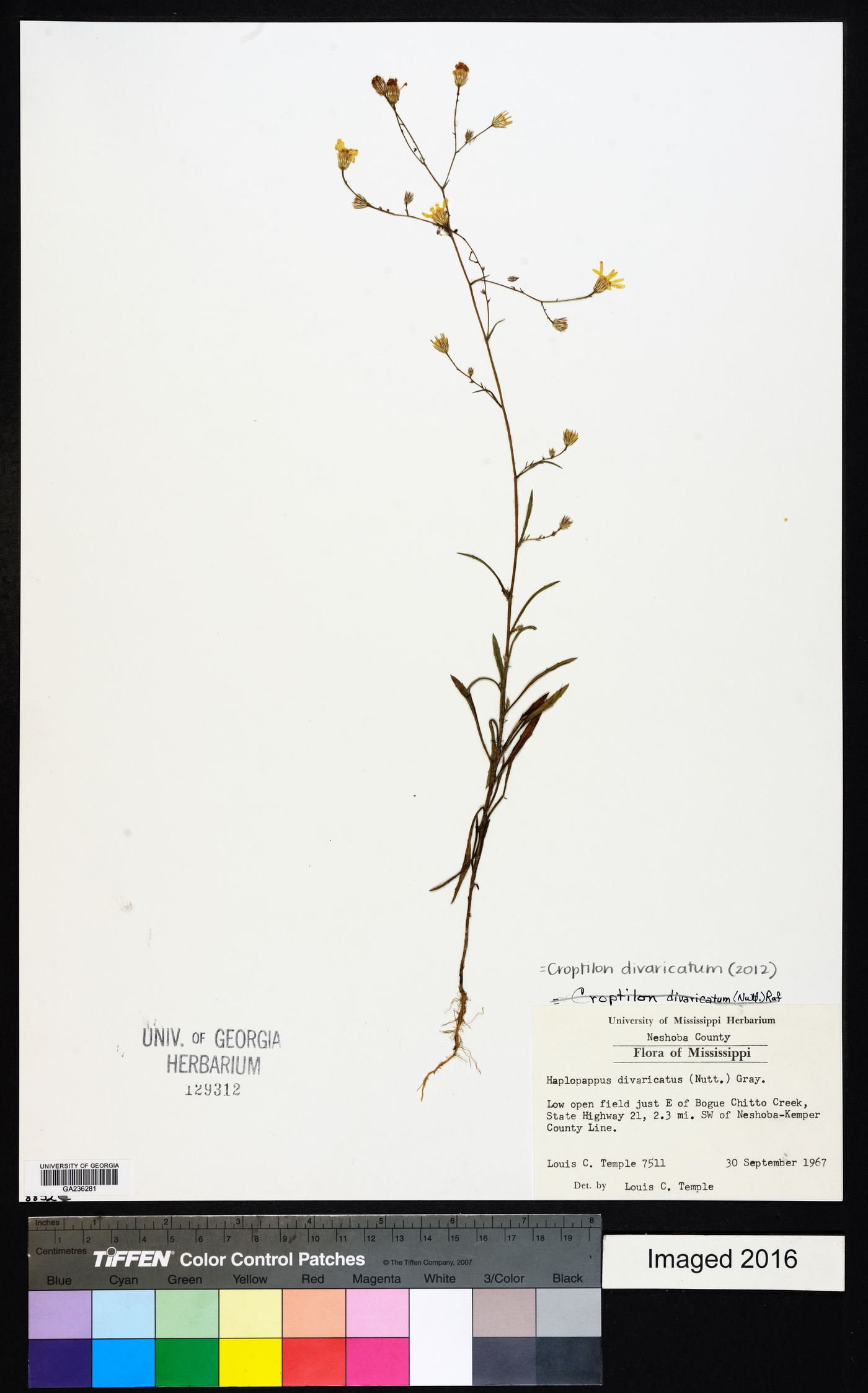 Croptilon divaricatum image