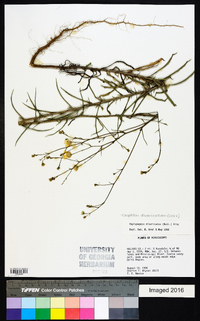 Croptilon divaricatum image