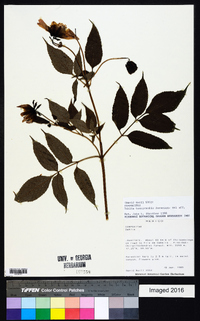 Dahlia tenuicaulis image