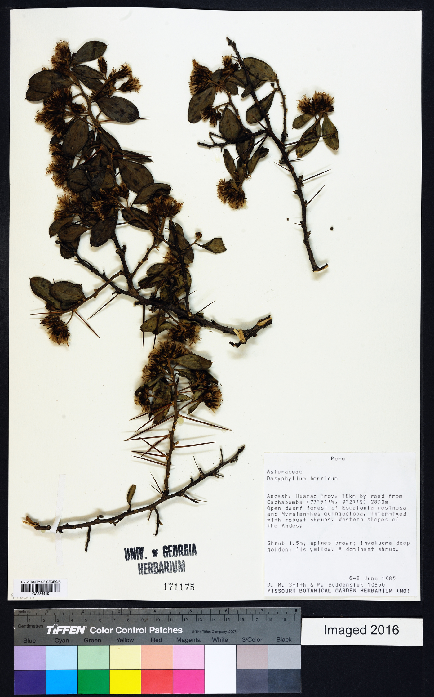Dasyphyllum horridum image