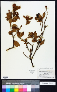 Dasyphyllum velutinum image