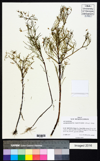 Dicranocarpus parviflorus image