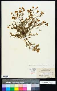 Dieteria canescens var. leucanthemifolia image